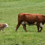 Pastured Dairy Cows